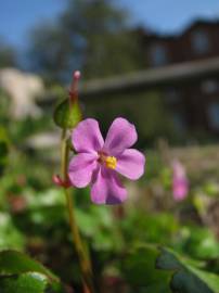 Fotografia da espécie Geranium lucidum