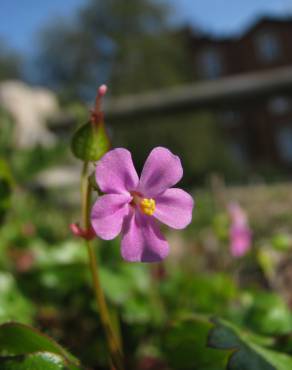 Fotografia 1 da espécie Geranium lucidum no Jardim Botânico UTAD