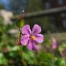 Fotografia 1 da espécie Geranium lucidum do Jardim Botânico UTAD