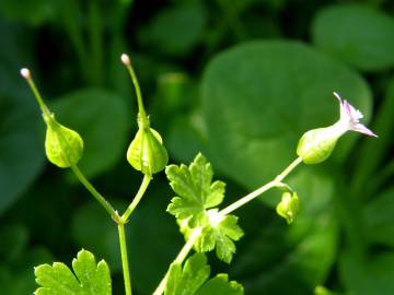 Fotografia da espécie Geranium lucidum