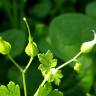 Fotografia 5 da espécie Geranium lucidum do Jardim Botânico UTAD