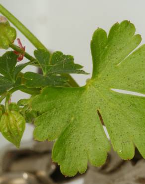 Fotografia 6 da espécie Geranium lucidum no Jardim Botânico UTAD