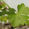 Fotografia 6 da espécie Geranium lucidum do Jardim Botânico UTAD