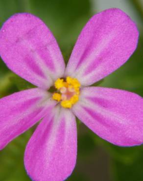 Fotografia 7 da espécie Geranium lucidum no Jardim Botânico UTAD