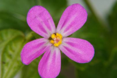 Fotografia da espécie Geranium lucidum