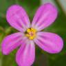 Fotografia 7 da espécie Geranium lucidum do Jardim Botânico UTAD