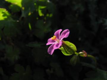 Fotografia da espécie Geranium lucidum