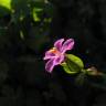 Fotografia 8 da espécie Geranium lucidum do Jardim Botânico UTAD