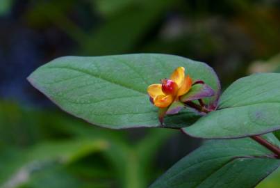 Fotografia da espécie Hypericum androsaemum