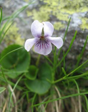 Fotografia 2 da espécie Viola palustris subesp. palustris no Jardim Botânico UTAD