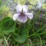 Fotografia 2 da espécie Viola palustris subesp. palustris do Jardim Botânico UTAD