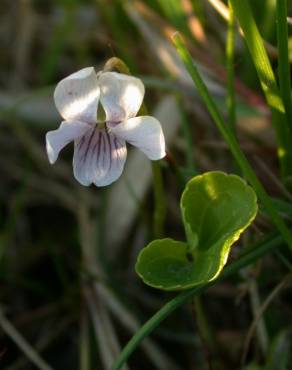 Fotografia 3 da espécie Viola palustris subesp. palustris no Jardim Botânico UTAD