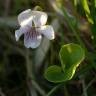 Fotografia 3 da espécie Viola palustris subesp. palustris do Jardim Botânico UTAD