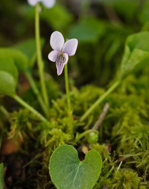 Fotografia 4 da espécie Viola palustris subesp. palustris no Jardim Botânico UTAD