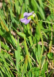 Fotografia da espécie Viola palustris subesp. palustris