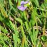 Fotografia 5 da espécie Viola palustris subesp. palustris do Jardim Botânico UTAD