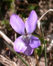 Fotografia da espécie Viola canina