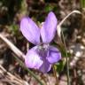 Fotografia 1 da espécie Viola canina subesp. canina do Jardim Botânico UTAD