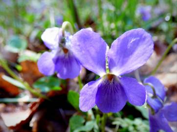 Fotografia da espécie Viola canina subesp. canina