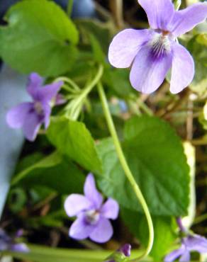 Fotografia 5 da espécie Viola canina subesp. canina no Jardim Botânico UTAD