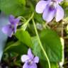 Fotografia 5 da espécie Viola canina subesp. canina do Jardim Botânico UTAD