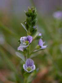 Fotografia da espécie Veronica serpyllifolia subesp. serpyllifolia