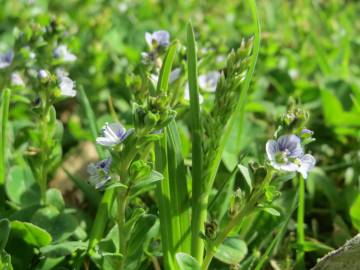 Fotografia da espécie Veronica serpyllifolia subesp. serpyllifolia