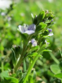 Fotografia da espécie Veronica serpyllifolia subesp. serpyllifolia