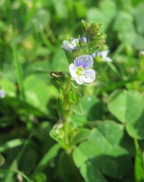 Fotografia 1 da espécie Veronica serpyllifolia subesp. serpyllifolia no Jardim Botânico UTAD