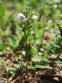 Fotografia da espécie Veronica serpyllifolia subesp. serpyllifolia