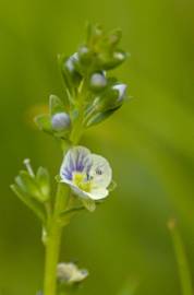 Fotografia da espécie Veronica serpyllifolia subesp. serpyllifolia