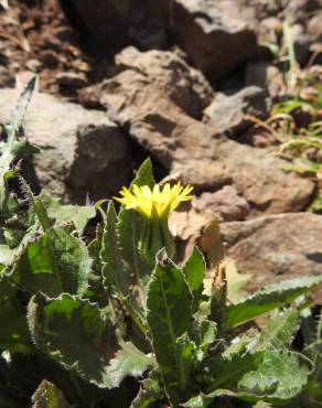 Fotografia 5 da espécie Urospermum picroides no Jardim Botânico UTAD