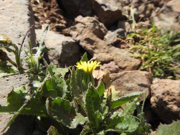 Fotografia da espécie Urospermum picroides