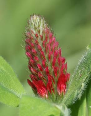 Fotografia 1 da espécie Trifolium incarnatum no Jardim Botânico UTAD