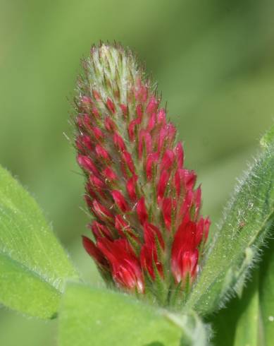 Fotografia de capa Trifolium incarnatum - do Jardim Botânico