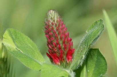 Fotografia da espécie Trifolium incarnatum