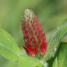 Fotografia 1 da espécie Trifolium incarnatum do Jardim Botânico UTAD