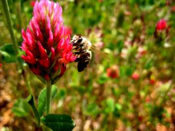 Fotografia da espécie Trifolium incarnatum