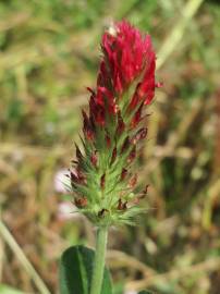 Fotografia da espécie Trifolium incarnatum