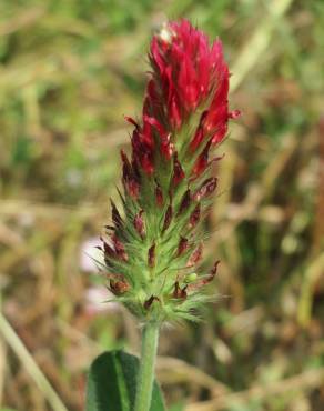 Fotografia 4 da espécie Trifolium incarnatum no Jardim Botânico UTAD