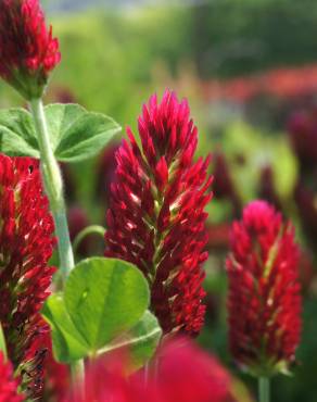 Fotografia 5 da espécie Trifolium incarnatum no Jardim Botânico UTAD