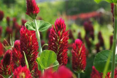 Fotografia da espécie Trifolium incarnatum