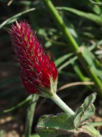 Fotografia da espécie Trifolium incarnatum