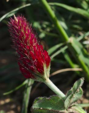 Fotografia 6 da espécie Trifolium incarnatum no Jardim Botânico UTAD