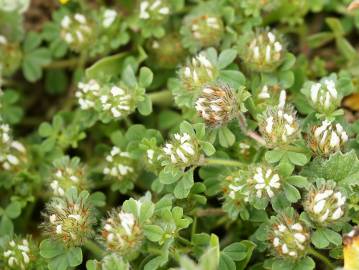 Fotografia da espécie Trifolium cherleri