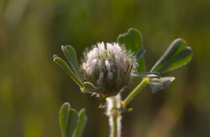 Fotografia da espécie Trifolium cherleri