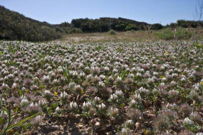 Fotografia da espécie Trifolium cherleri