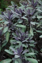 Fotografia da espécie Salvia officinalis var. purpurascens