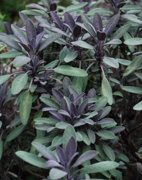 Fotografia 3 da espécie Salvia officinalis var. purpurascens no Jardim Botânico UTAD