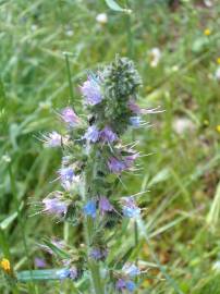 Fotografia da espécie Echium lusitanicum subesp. lusitanicum